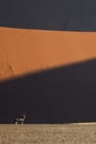 An Oryx in front of a red sand dune. Royalty Free Stock Photo