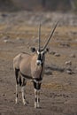 Oryx gazella Royalty Free Stock Photo