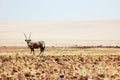 Oryx gazella