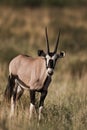 Oryx gazella Royalty Free Stock Photo