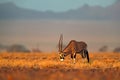 Oryx gazella beautiful iconic gemsbok antelope from Namib desert, Namibia. Oryx with orange sand dune evening sunset. Gemsbock