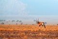 Oryx gazella beautiful iconic gemsbok antelope from Namib desert, Namibia. Oryx with orange sand dune evening sunset. Gemsbock