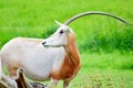 Oryx Gazella Closeup Portrait in Nature Royalty Free Stock Photo