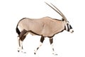 Oryx Gazella or Gemsbok walking Royalty Free Stock Photo