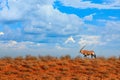 Oryx gazella, large antelope in nature habitat, Sossusvlei, Namibia. Wild animals in the savannah. Animal with big straight antler