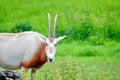 Oryx Gazella Portrait in Nature Royalty Free Stock Photo