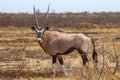 Oryx gazelle Royalty Free Stock Photo