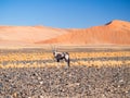 Oryx gazelle gemsbok in Namibia, Africa Royalty Free Stock Photo