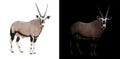 Oryx or gemsbok in dark background