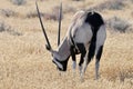 Oryx, Gemsbok, Oryx gazella Royalty Free Stock Photo