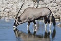 Oryx, Gemsbok, Oryx gazella Royalty Free Stock Photo