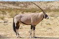 Oryx Gemsbok photographed in the Kgalagadi Transfrontier National Park between South Africa, Namibia, and Botswana.