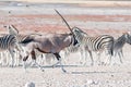 An oryx or gemsbok, running past Burchells zebras