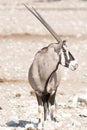 Oryx, Gemsbok