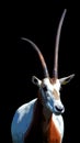 Oryx is a genus consisting of four large antelope species called oryxes.