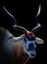 Oryx is a genus consisting of four large antelope species called oryxes.