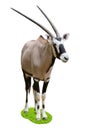 Oryx on grassÃÂ circle
