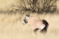 Oryx in grass