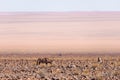 Oryx grazing in the Namib desert, Namib Naukluft National Park, travel destination in Namibia, Africa. Royalty Free Stock Photo