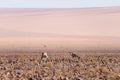 Oryx grazing in the Namib desert, Namib Naukluft National Park, travel destination in Namibia, Africa. Royalty Free Stock Photo