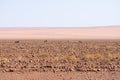 Oryx grazing in the Namib desert, Namib Naukluft National Park, travel destination in Namibia, Africa. Royalty Free Stock Photo