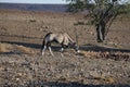 An Oryx Grazing Near Sosssuvlei, Namibia In Subsaharan Africa