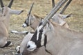 Oryx Herd Royalty Free Stock Photo
