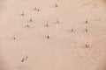 An Oryx herd in the sand dunes of Sossusvlei. Royalty Free Stock Photo