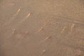 An Oryx herd in the sand dunes of Sossusvlei. Royalty Free Stock Photo