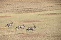 An oryx herd in the sand dunes of Sossusvlei.