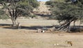 Oryx and jackal in the Kgalagadi Royalty Free Stock Photo
