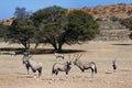 Oryx in the Kgalagadi