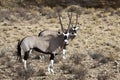 Oryx in the Kgalagadi Royalty Free Stock Photo