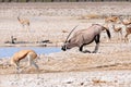 Oryx kneeling to drink in Etosha National Park, Namibia