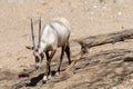 Oryx walking on dirt with a tree branch