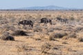 An oryx leads a wildebeest and zebra in Etosha N.P.