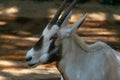 Oryx leucoryx, Orix of Arabia Royalty Free Stock Photo