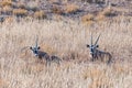 Oryx lying in grass