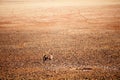 Oryx in Namib desert Royalty Free Stock Photo