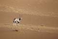 Oryx in the Namib Naukluft desert. Royalty Free Stock Photo