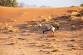 Oryx in the Namib Naukluft National Park, Namibia Royalty Free Stock Photo