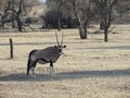 Female pregnant Orynx or Gemsbok in Namibian bushveld Royalty Free Stock Photo