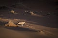 Oryx in sand dunes. Royalty Free Stock Photo