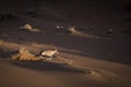 Oryx in sand dunes.