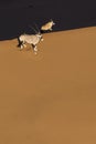 Oryx in sand dunes.