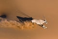 Oryx in sand dunes. Royalty Free Stock Photo