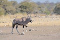 Oryx at Nebrownii Royalty Free Stock Photo