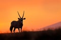 Oryx with orange sand dune evening sunset. Gemsbock large antelope in nature habitat, Sossusvlei, Namibia. Wild desert. Gazella