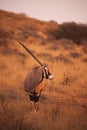 Oryx Oryx gazella