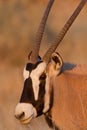 Oryx portrait